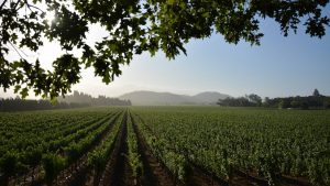 minami-california-wine-promotion