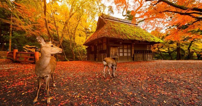 nara-park-2