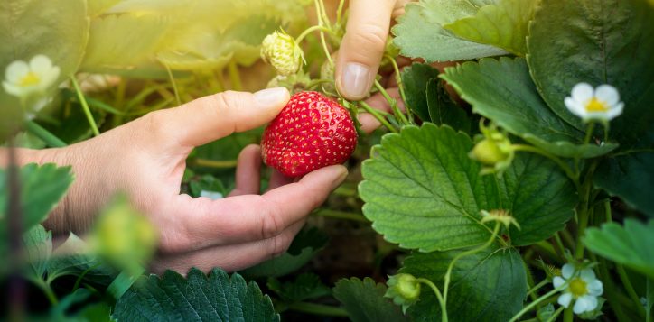 strawberry-picking-2