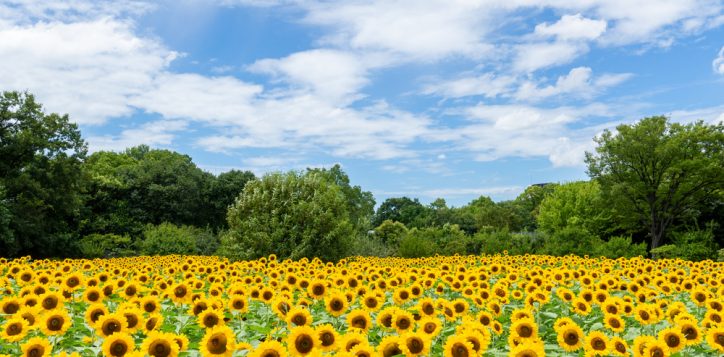 sunflowerweekatnagaibotanicalgardenosaka-2