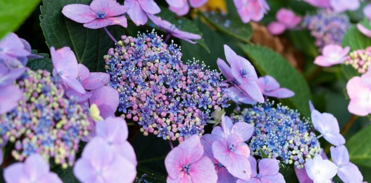 purplehydrangeaflowersbloominginthepark-2