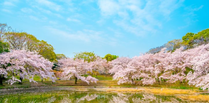 cherryblossomattsurumiryokuchiparkinosakajapan-2