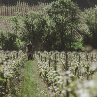 shun-wine-dine-champagne-telmont-vignerons-dinner