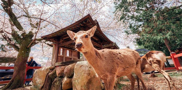 02-an-in-depth-look-at-traveling-from-namba-to-nara_-2