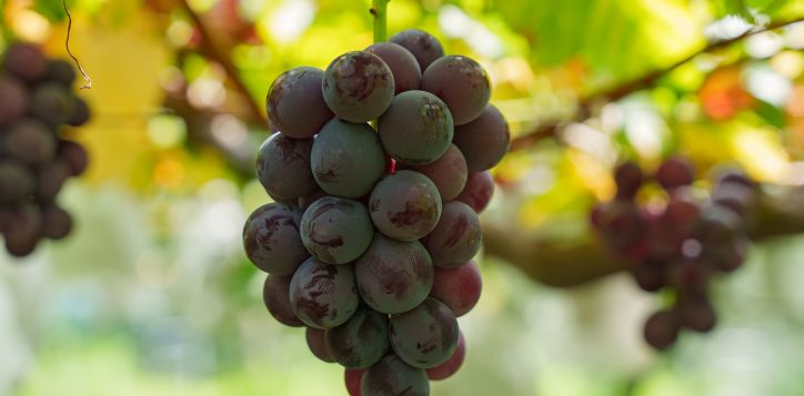 2606_fukuokaaft_kyoho-grape1-2