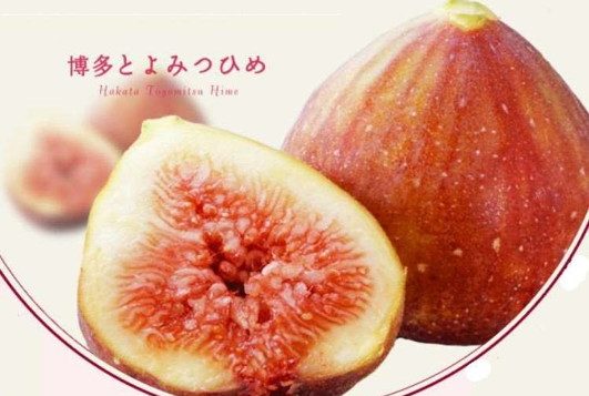 2606_fukuokaaft_toyomitsuhime-1-2
